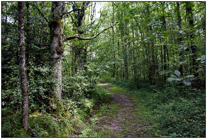 Creuse Nature (4) - Chalet écologique de luxe - Randonné au bois